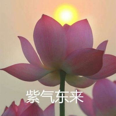 蛇敌大逃杀手游下载
